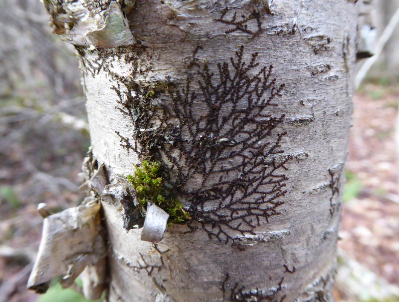 Frullania eboracensis